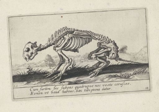 Skeleton of an unknown mammal
