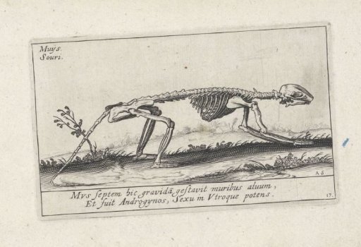 Skeleton of a mouse