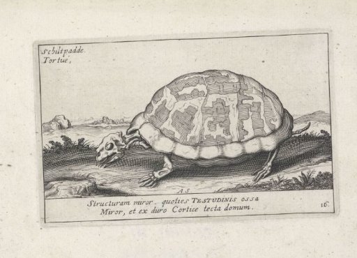 Skeleton of a turtle