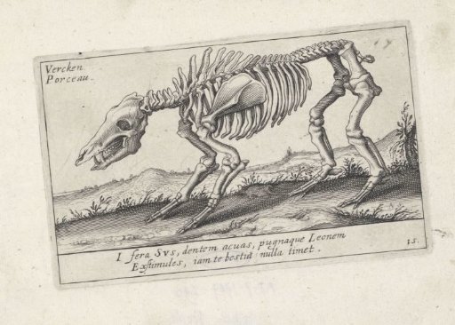 Skeleton of a pig