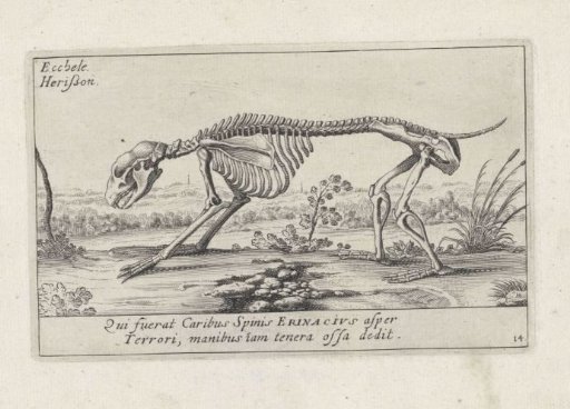 Skeleton of a porcupine
