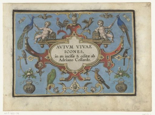Title Print for: Avium vivae Icones (...)