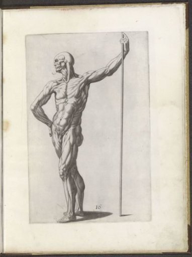 Drawing example of a standing écorché
