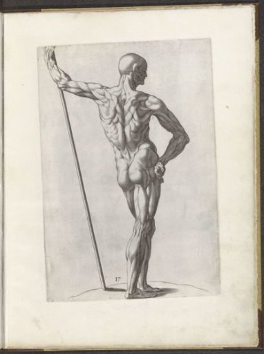 Drawing example of a standing écorché seen from the back