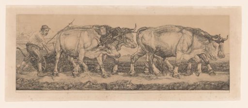 Oxen ploughing