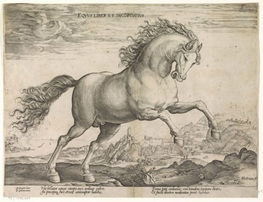 Wild horse