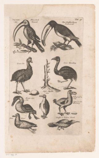 Toucans and other birds