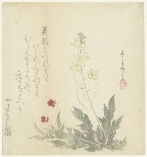 Flowering Plants