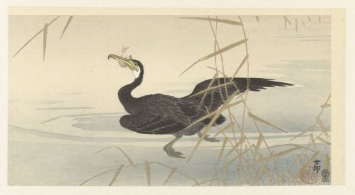 Cormorant with fish