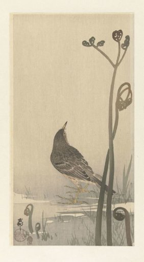 Pipit by the Water's Edge