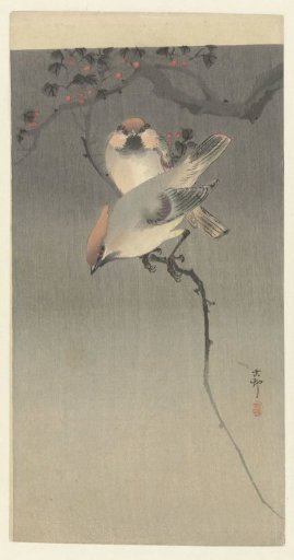 Pest Birds