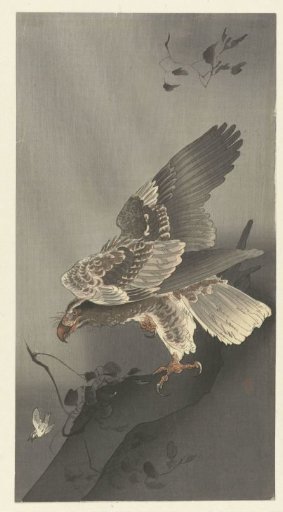 Eagle lurking for prey