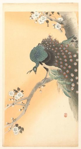 Peacock in a cherry tree