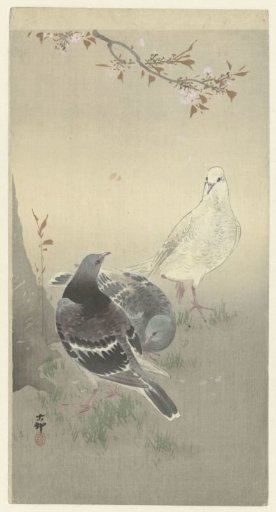 Three tame pigeons