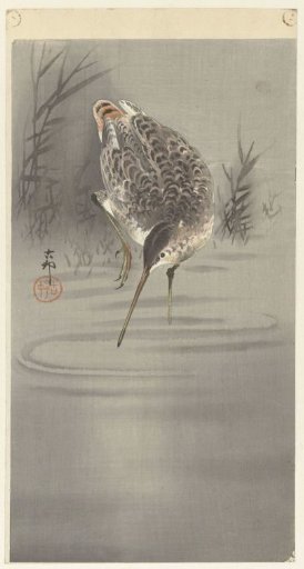 Snipe in Water