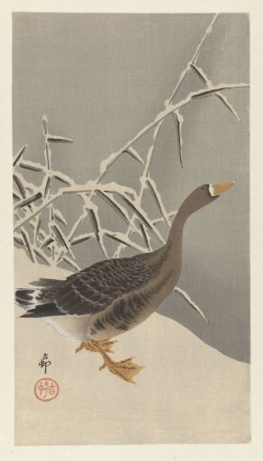 White-fronted goose in snow