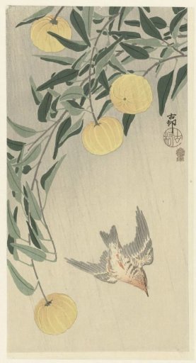 Cuckoo in the rain