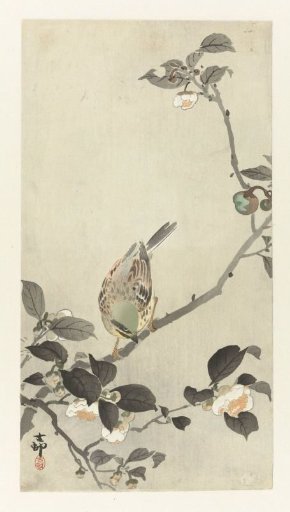 Chaffinch on a blossoming branch
