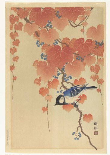 Great tit on a paulownia branch