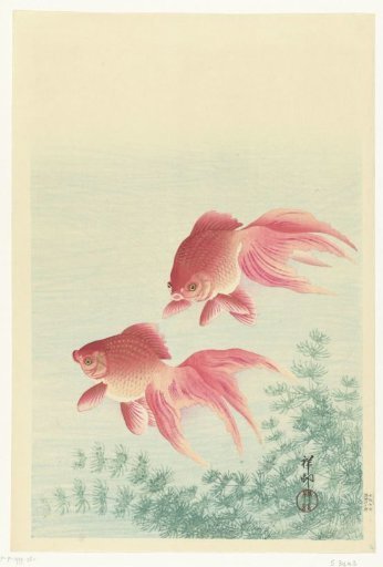 Two veiltail goldfish