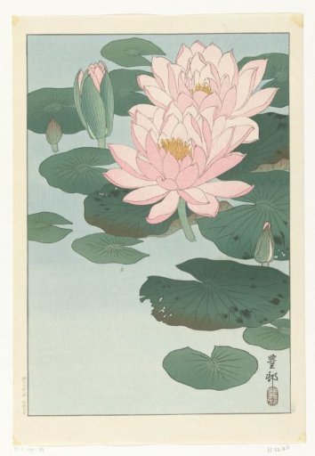 Flowering Water Lily