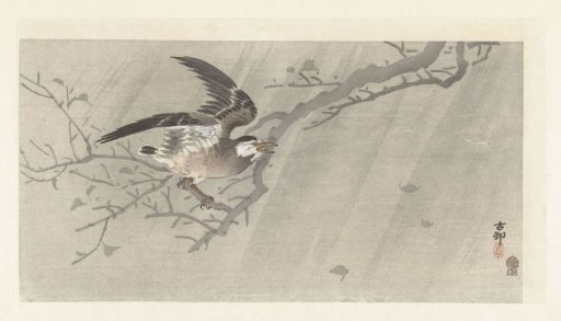 Grey starling in a storm
