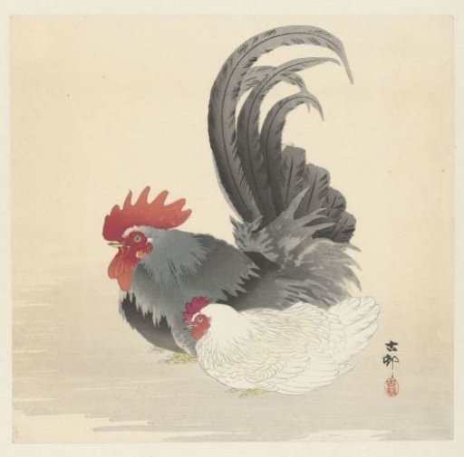 Hen and rooster