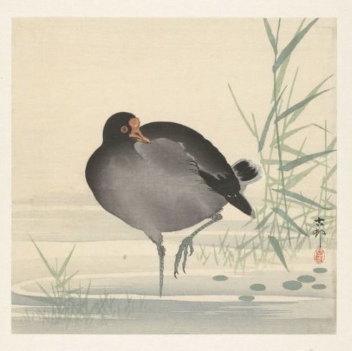 Moorhen