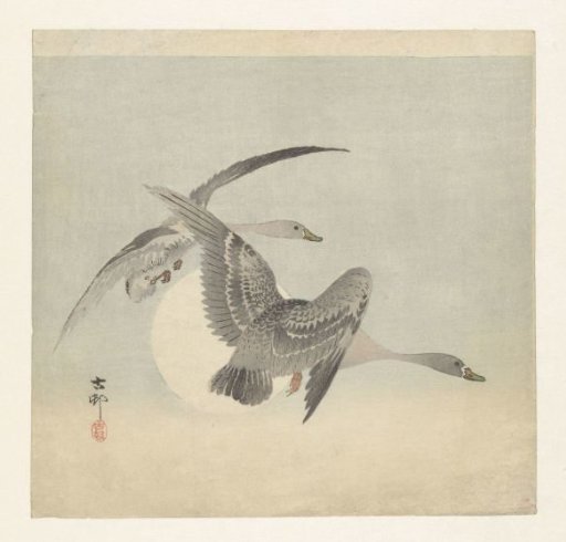 Two Bewick's swans in flight