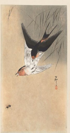 Two barn swallows in a dive