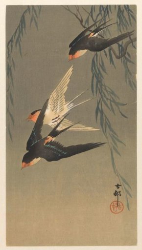 Three red-rumped swallows in a dive