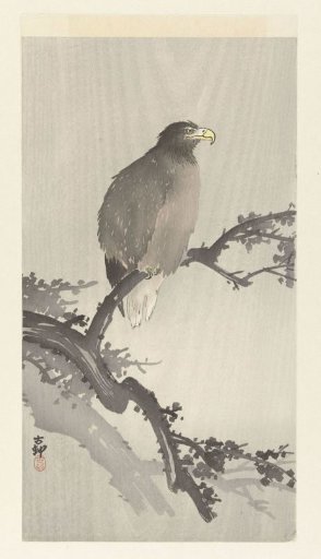 Sea eagle on a branch