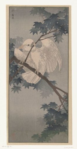Yellow-crested cockatoo in a tree