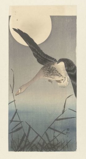 Bewick's swan by the full moon