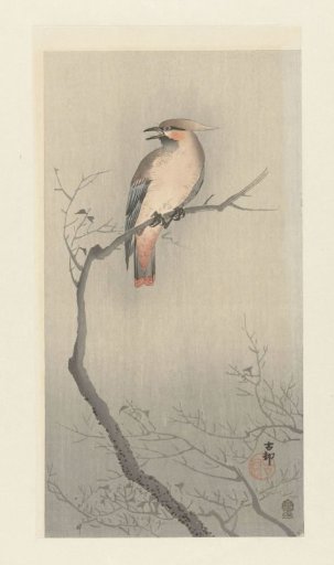 Japanese magpie on a branch
