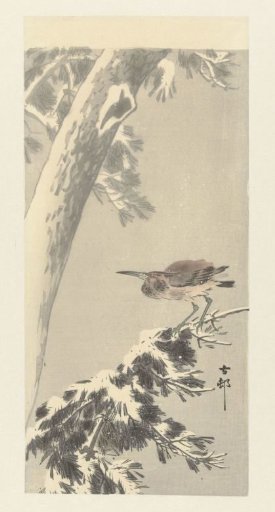 Indian pond heron on a snow-covered tree branch
