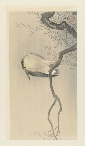 Pond heron on a gnarled branch