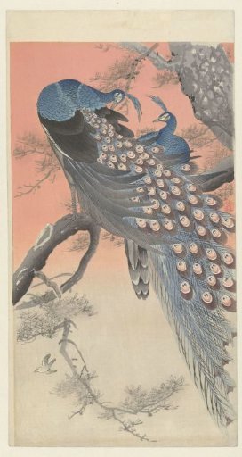 Two peacocks on a tree branch