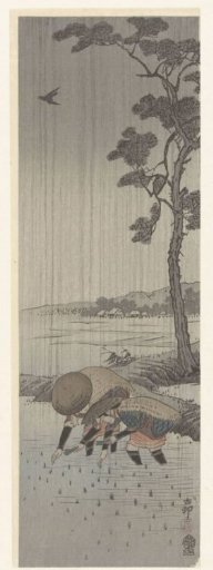 Rice planters in the rain
