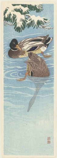Pair of wild ducks in the water