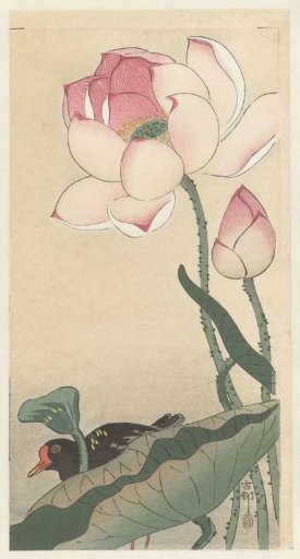 Gallinule with Lotus Flowers
