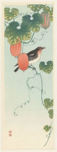 Songbird in a cucumber plant