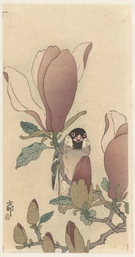 House sparrow on a blooming magnolia branch