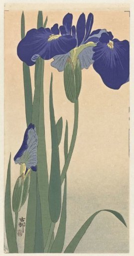 Blue Irises