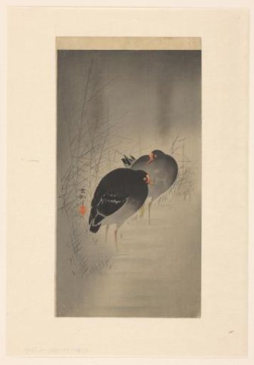Two moorhens