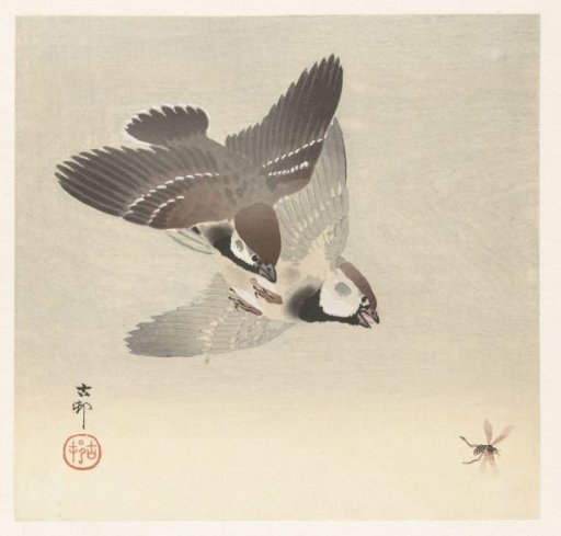 House sparrows and insect