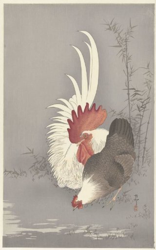 Rooster and hen