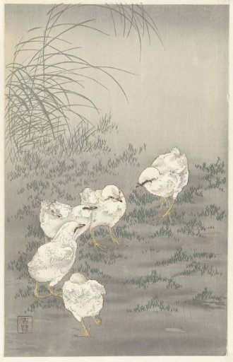 Five Chicks