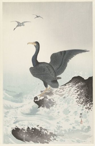 Red-masked Cormorant on a Rock