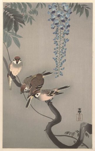 House Sparrows near Wisteria